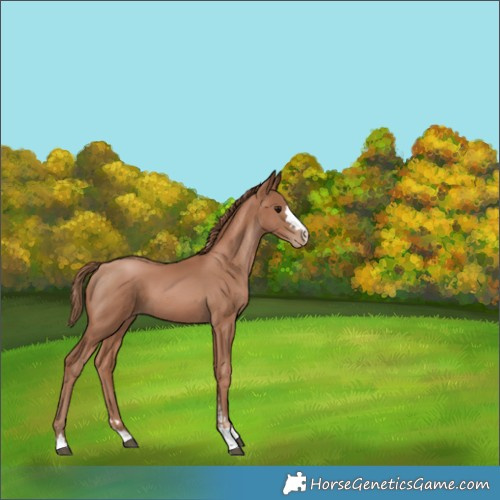 Horse Color:Black Pearl 