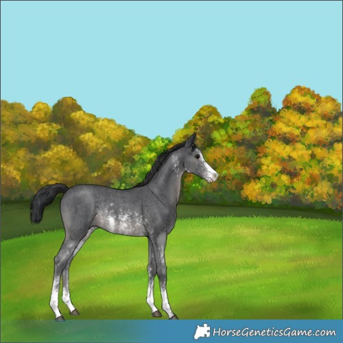 Horse Color:Black Sabino Rabicano 