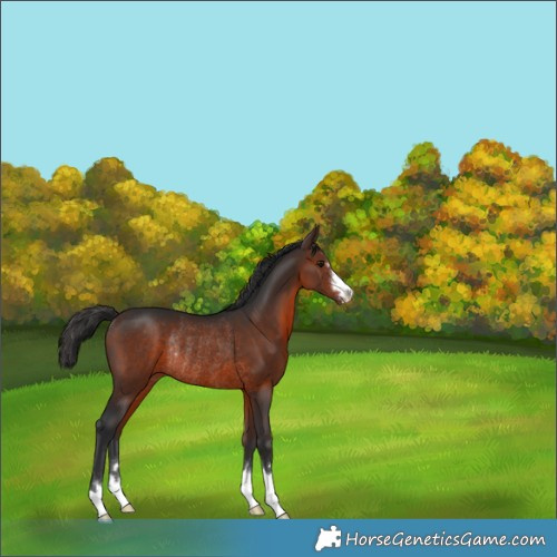 Horse Color:Brown Rabicano 