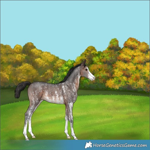 Horse Color:Brown Sabino 