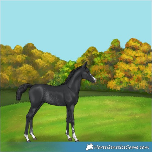 Horse Color:Black Rabicano 