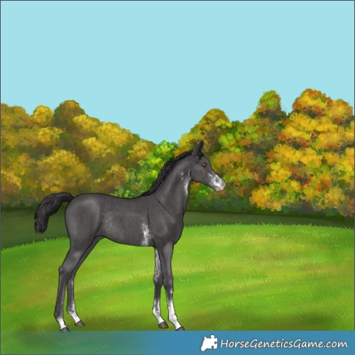 Horse Color:Smoky Black Sabino Rabicano 