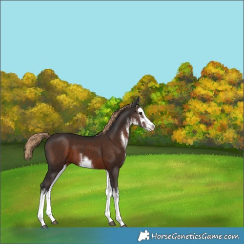 Horse Color:White Spotted Liver Chestnut 