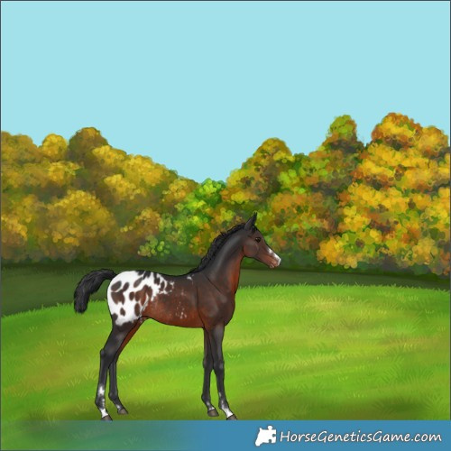 Horse Color:Brown Appaloosa Rabicano 