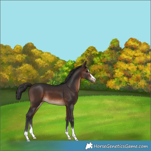 Horse Color:Brown 