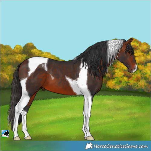 Horse Color:Bay Tobiano 