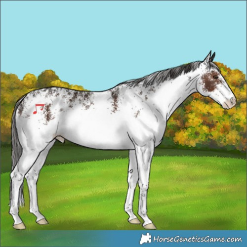 Horse Color:White Spotted Liver Chestnut 