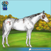 Horse Color:White Spotted Liver Chestnut 