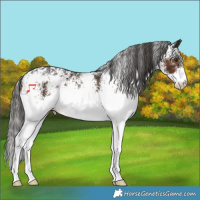Horse Color:White Spotted Liver Chestnut 