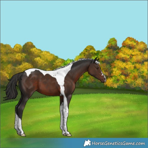 Horse Color:Liver Chestnut Tobiano 