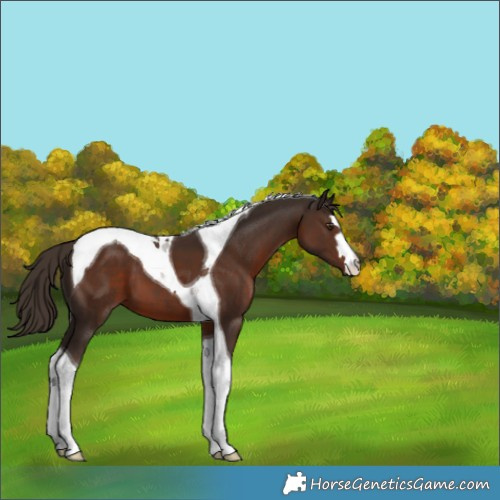 Horse Color:Liver Chestnut Tobiano 
