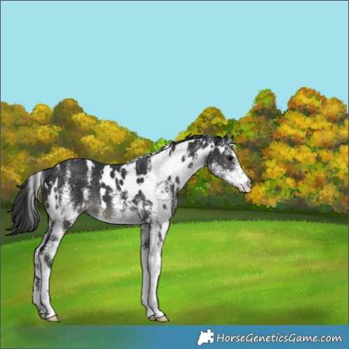 Horse Color:White Spotted Black 
