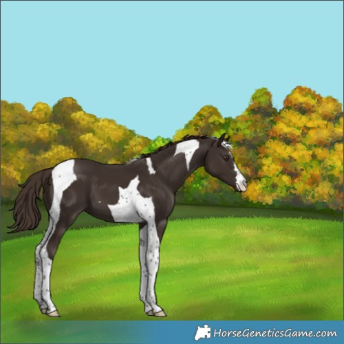 Horse Color:Liver Chestnut Tobiano 