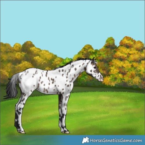 Horse Color:White Spotted Brown Dun Appaloosa 