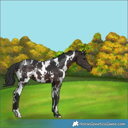 Horse Color:White Spotted Brown