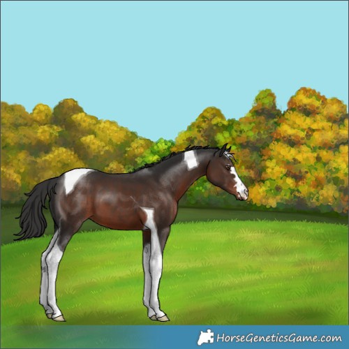 Horse Color:Liver Chestnut Tobiano 