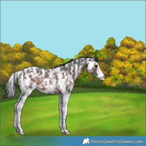 Horse Color:Brown Sabino 