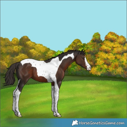Horse Color:Liver Chestnut Tobiano 