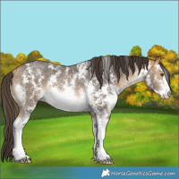 Horse Color:Buckskin Sabino Rabicano 