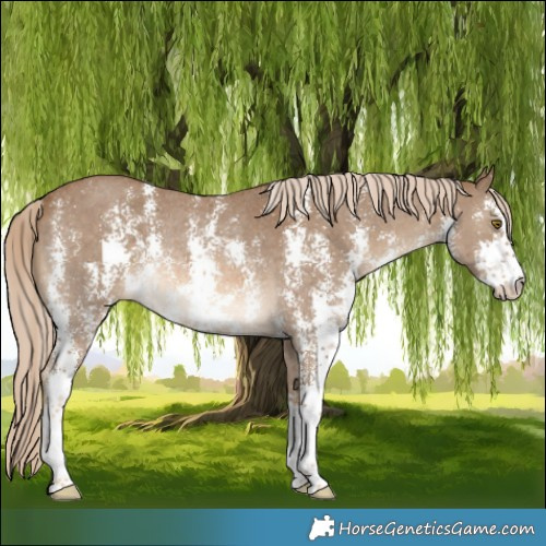 Horse Color:Chocolate Palomino Sabino Rabicano 