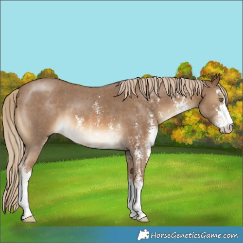 Horse Color:Chocolate Palomino Sabino 
