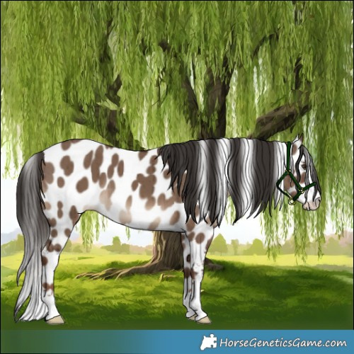 Horse Color:Liver Red Dun Appaloosa Brindle