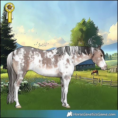 Horse Color:White Spotted Liver Chestnut Sabino 