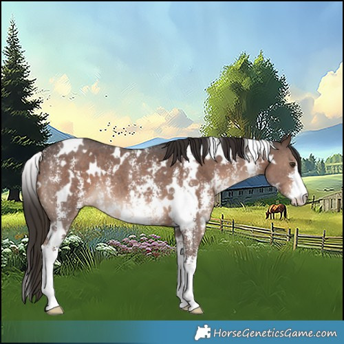 Horse Color:White Spotted Liver Chestnut Sabino