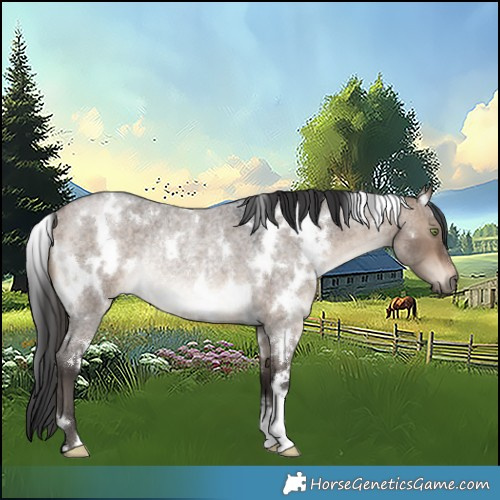 Horse Color:White Spotted Bay Roan Dun Rabicano 