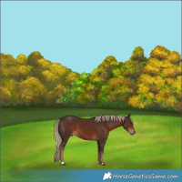 Horse Color:Liver Chestnut 