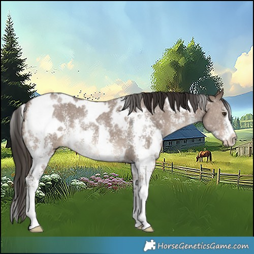 Horse Color:White Spotted Liver Red Dun Sabino