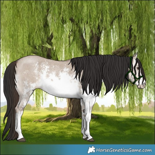 Horse Color:White Spotted Liver Red Dun Sabino 