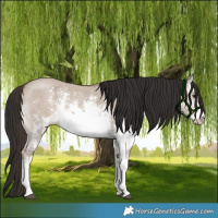 Horse Color:White Spotted Liver Red Dun Sabino