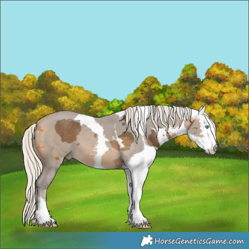 Horse Color:Silver Buckskin Merle 