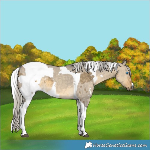 Horse Color:Silver Buckskin Dun Merle Tobiano