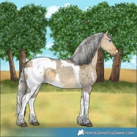Horse Color:Silver Buckskin Dun Merle Tobiano 