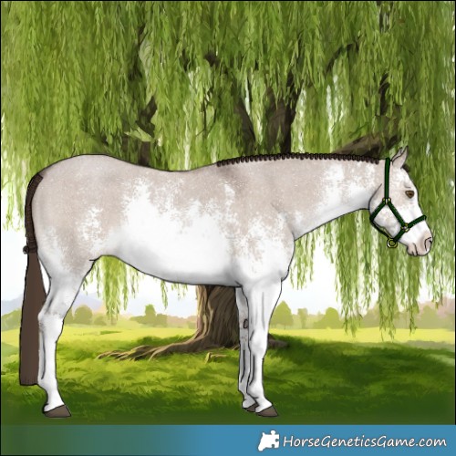 Horse Color:White Spotted Liver Red Dun Sabino 