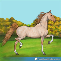 Horse Color:Red Roan Tobiano