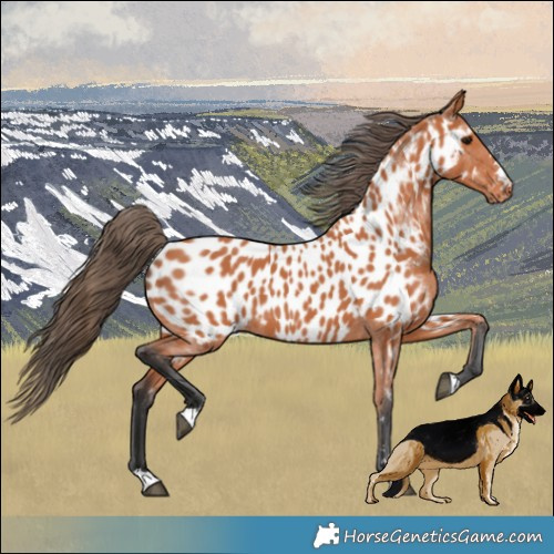 Horse Color:Bay Appaloosa 