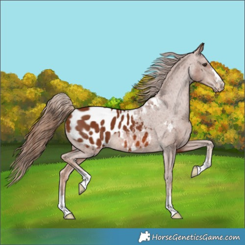 Horse Color:Chestnut Appaloosa 