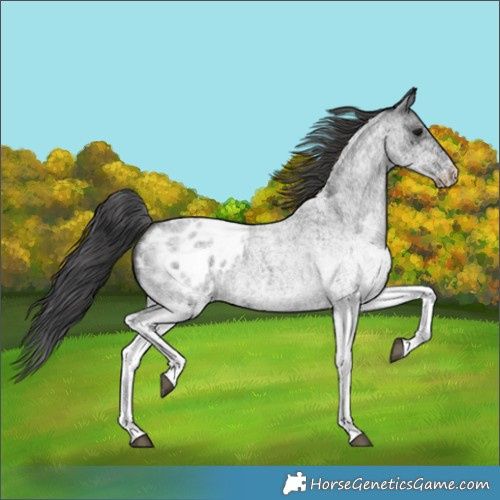 Horse Color:White Spotted Blue Roan Appaloosa