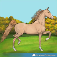 Horse Color:Gold Champagne 