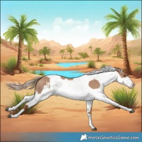 Horse Color:Red Dun Splash  and Red Dun Splash 