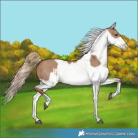 Horse Color:Red Dun Splash and Red Dun Splash