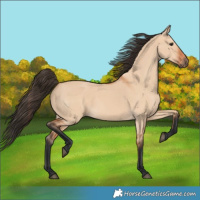 Horse Color:Bay Dun