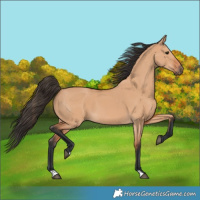 Horse Color:Bay Dun
