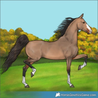 Horse Color:Bay Dun 