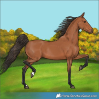 Horse Color:Bay Rabicano 