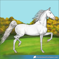 Horse Color:Perlino Appaloosa