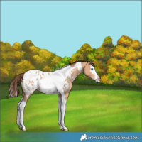 Horse Color:Amber Champagne Splash Tobiano Blanket 